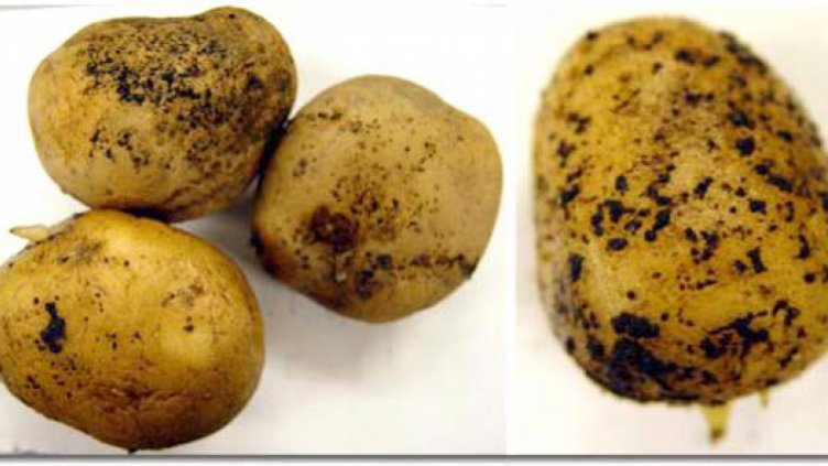 Ядем полски картофи от карантинни зони