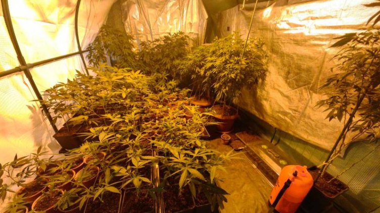 Разбиха наркооранжерия във Варна, "фермерът" е чужденец (СНИМКИ)