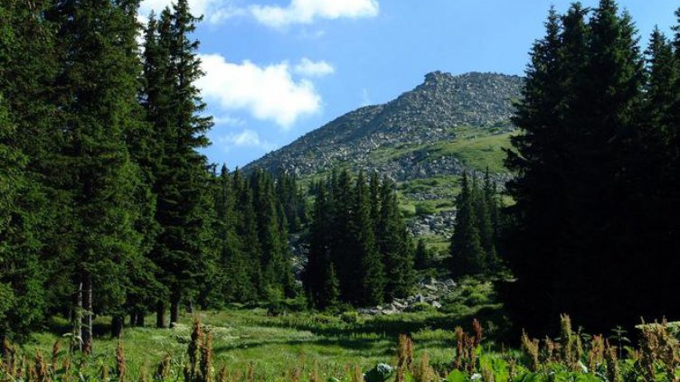 Доброволци засаждат 350 дръвчета на Витоша