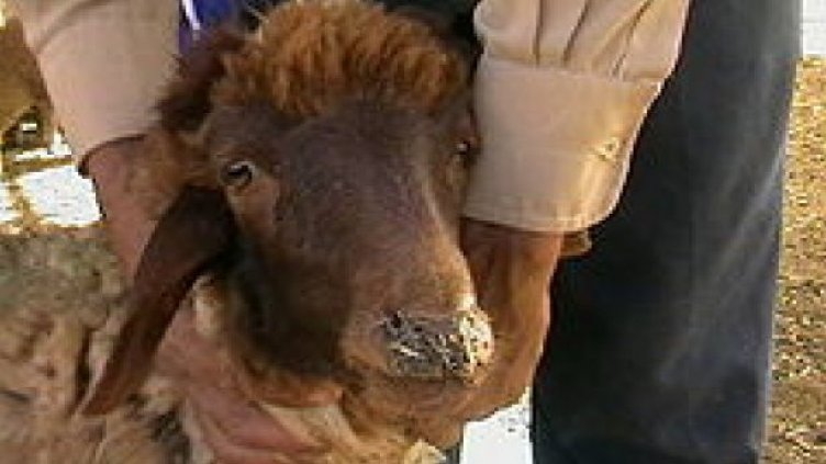 Отрицателни са взетите проби за чума по дребни преживни животни у нас