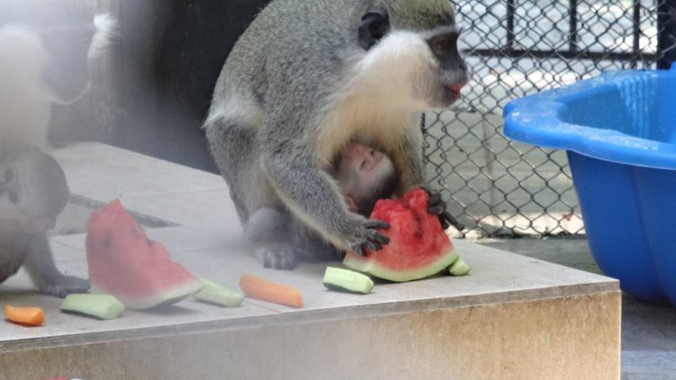 Снимка: Зоопарк-Варна