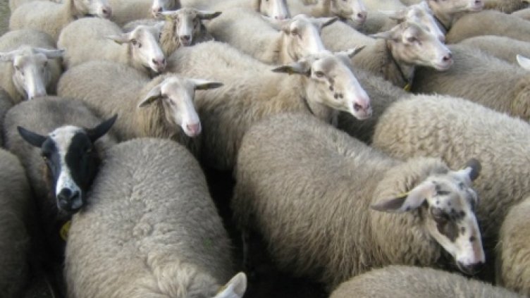 Европейската комисия налага санкции на България заради чумата в Болярово