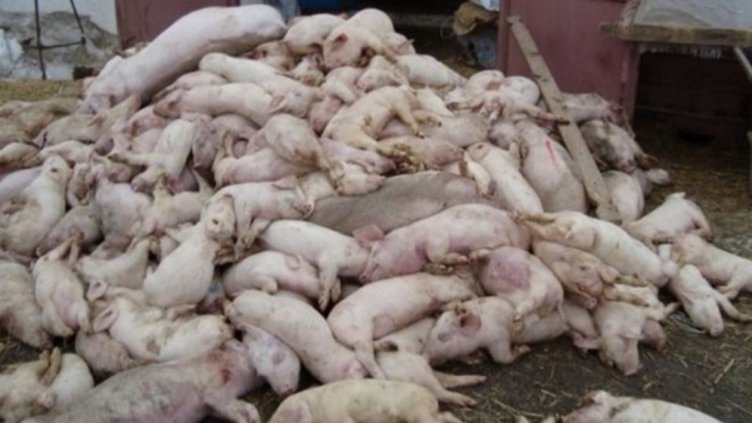 15,6 млн. лв. изплатили от БАБХ заради свинската чума