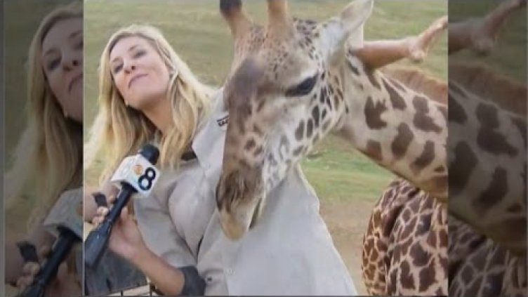 Бебе жираф разцелува репортерка по време на жив ефир (ВИДЕО)