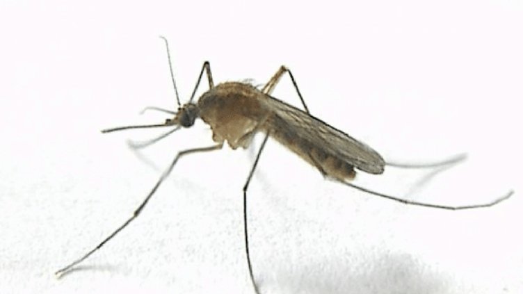 Пръскат срещу комари във Варна