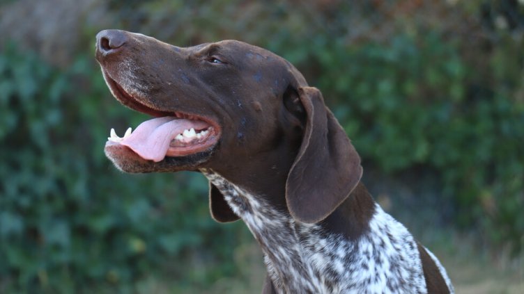 Виц на деня - 8 март