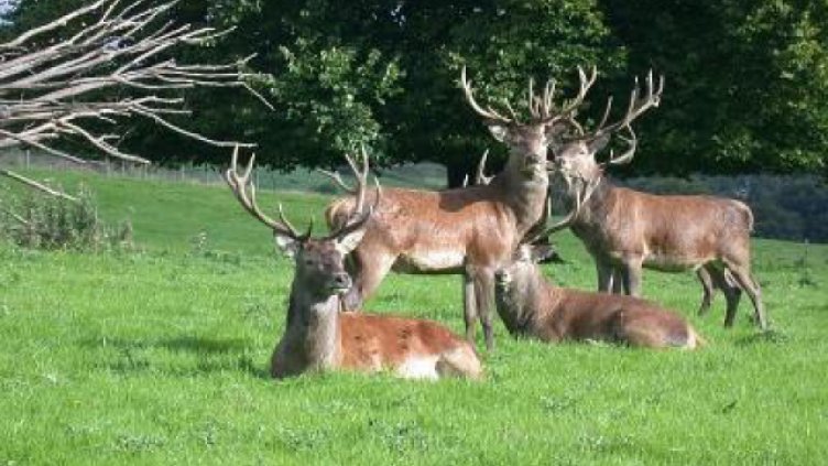 Съдят 66-годишен бракониер за убийството на благороден елен