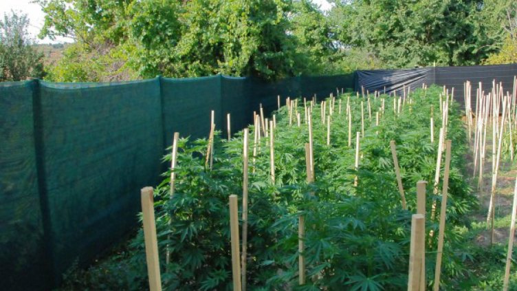 Образцова градинка с… канабис!