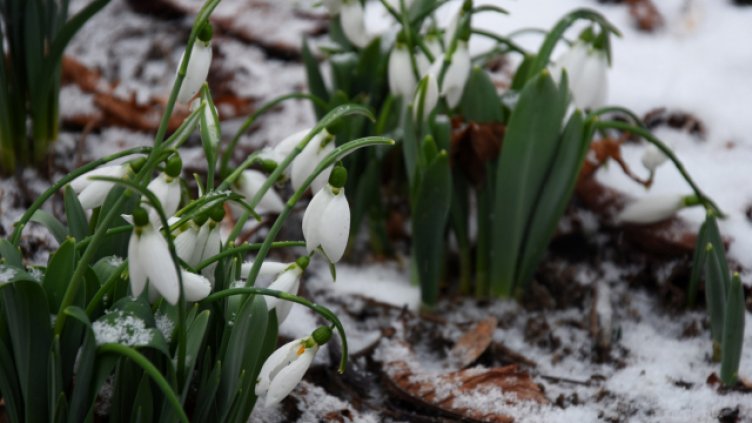 Снимка: Пламен Гутинов, архив
