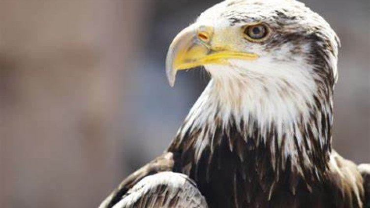 Разследват смъртта на царски орел в Сливенско