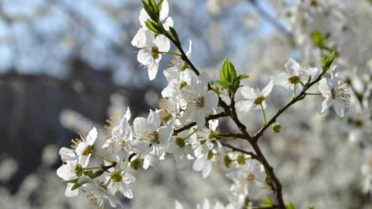 Времето остава хладно, но без валежи
