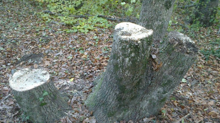 Набезите на дървосекачи в горите край Варна зачестили заради студа