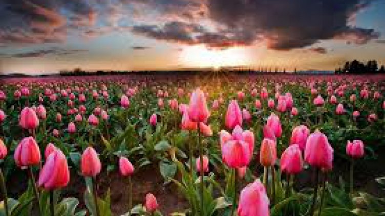 Нов регламент на ЕК насърчава използването на органични торове