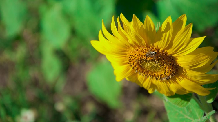 снимка: Ели Маринова