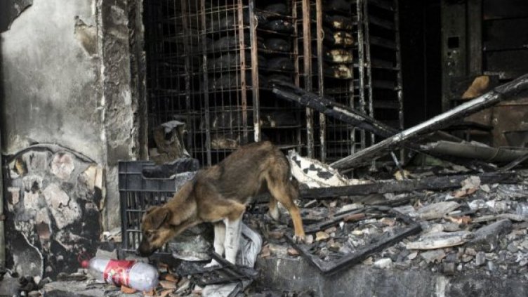 Пред глада всички сме равни! Животните от Хитрино