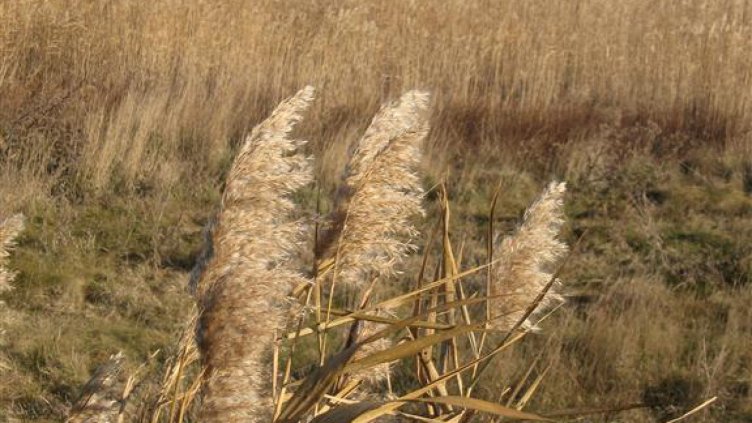Умряла риба след разлива във Вая