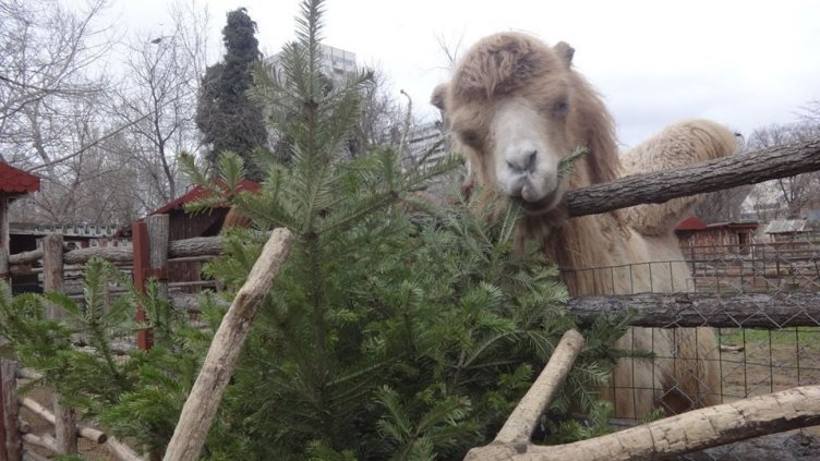 Зоопаркът в София пропищя: Не ви искаме елхите, носят болести