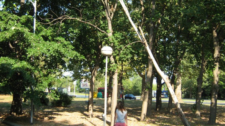 Дърво-убиец "дебне" на пазара в "Чайка"