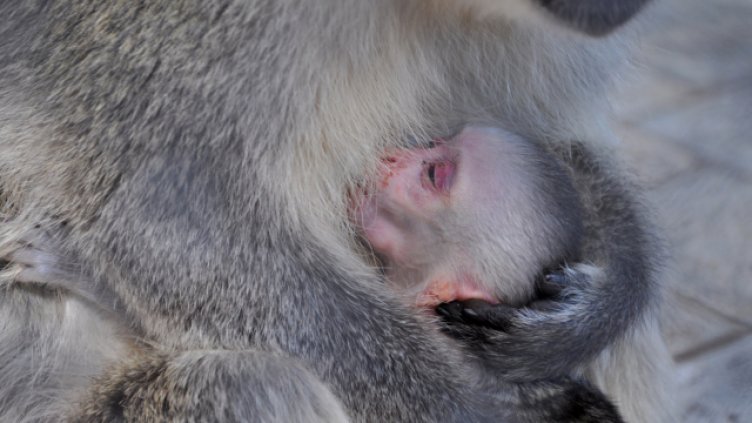 Бебето маймунче от варненския зоопарк е момче