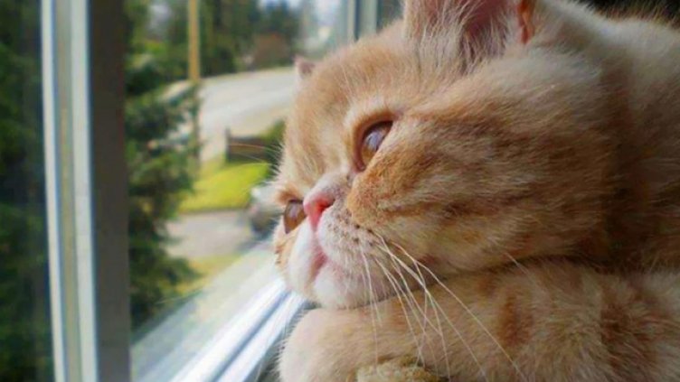 15 невероятни тайни, които котката крие от вас