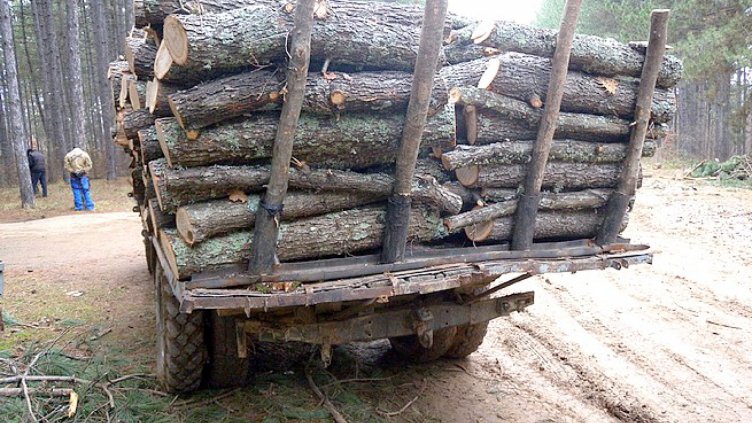 Бракониерите на дърва продължават да шетат във Варненско