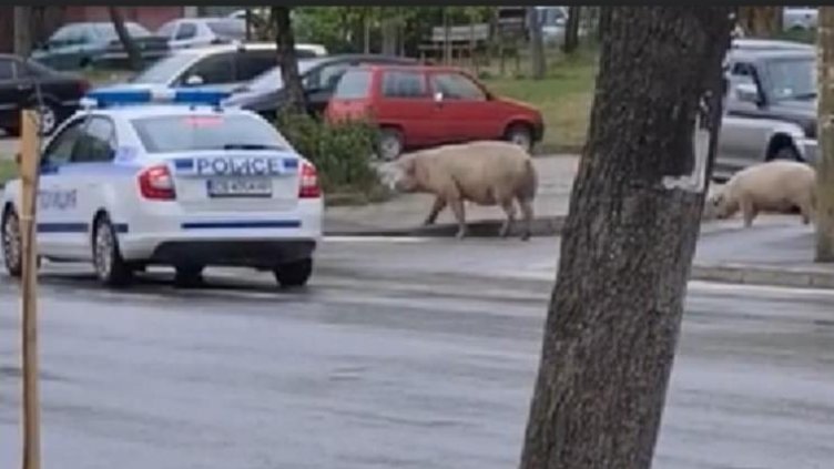 Щастливата разходка преди скарата... Патрулка ескортира прасета!