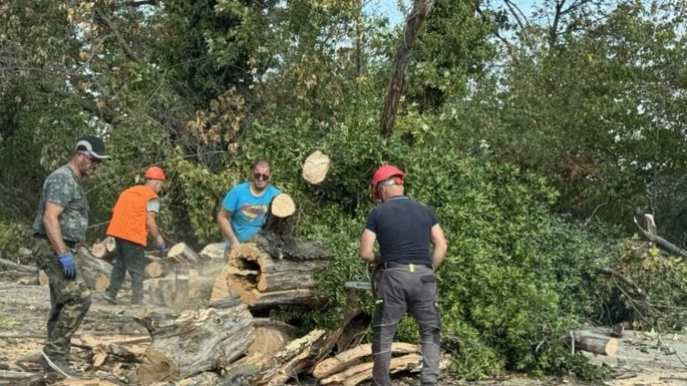 Премахват още 5 опасни дървета в градинката зад театъра във Варна