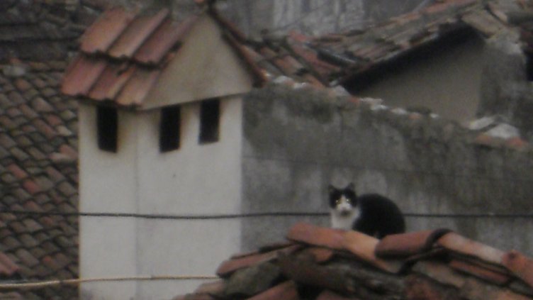 Котка оцеля след 6 седмици в комин