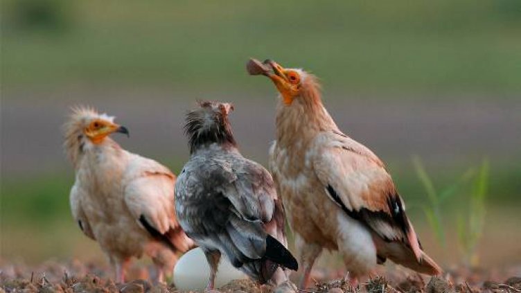 Снимка: БДЗП