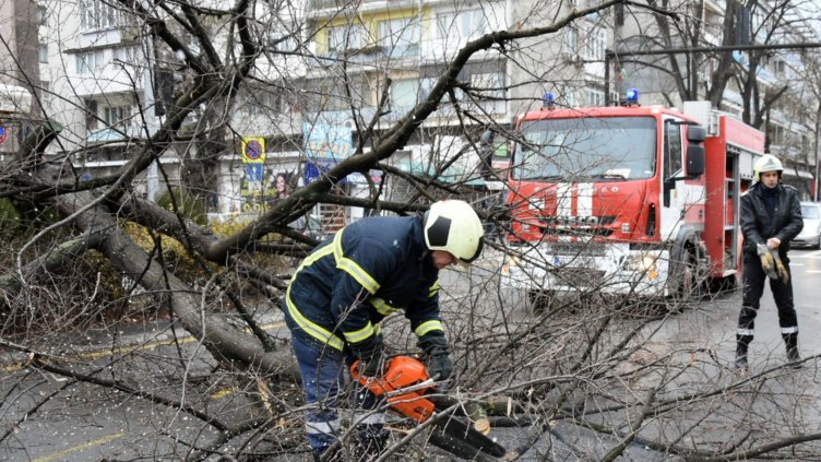 Във Варна раздават съборената от  бурята дървесина на социално слаби