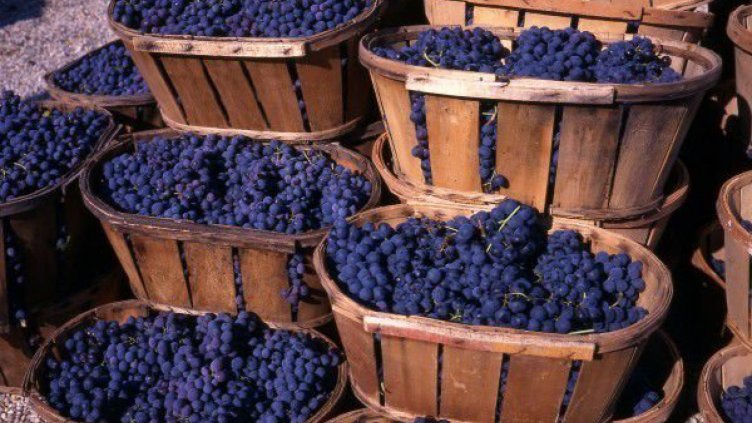 Румен Порожанов: Значителни количества грозде останаха неизкупени