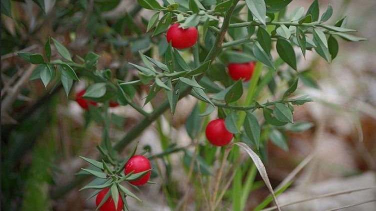 Избягвайте покупка на цветя от нерегламентирани търговци