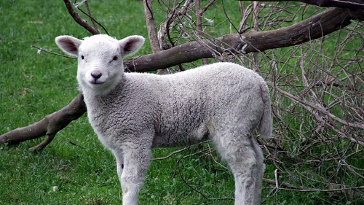 Зачестяват кражбите на агнета преди Великден