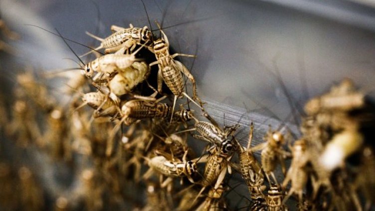 Кило брашно от щурчета – 383 лв. в магазините. Какъв ли е вкусът му? 