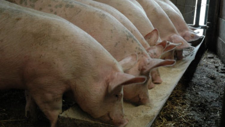 ЕК премахва ограничения в производството и търговията на свинско месо в пет области в България