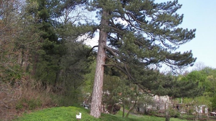 Иманяри ровят за съкровище край вековен бор