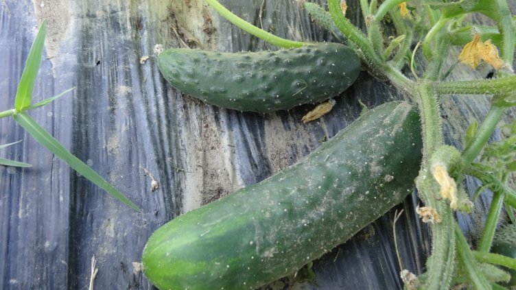 Домати, краставици и сирене поскъпват