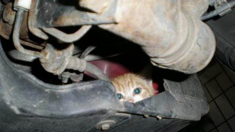 Огнеборци от Варна вадиха котка от двигателя на кола