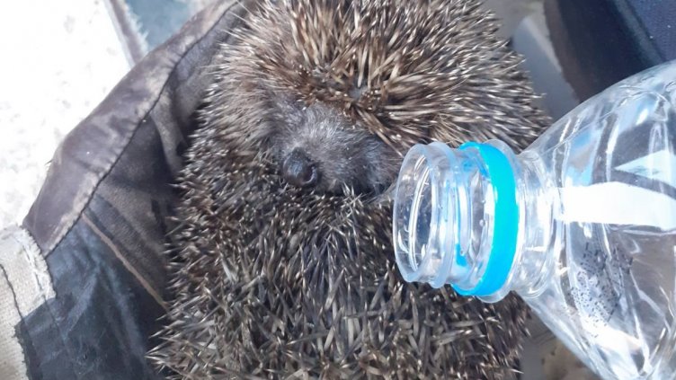 Спасиха таралежче, попаднало в огнен капан до с. Тутраканци