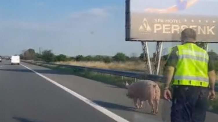 Полицаи гониха прасе по АМ "Тракия" (СНИМКИ)