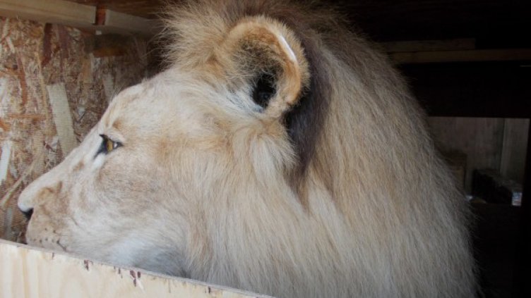 Снимка Агенция &quot;Митници&quot;