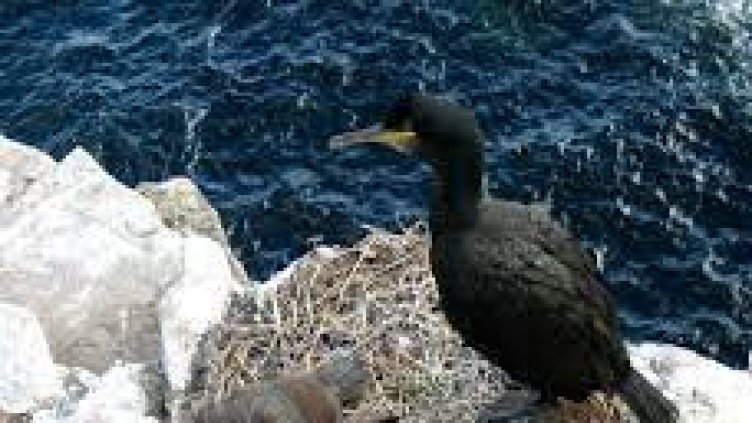 Извадиха заплетените край Камен бряг корморани, но мъртви