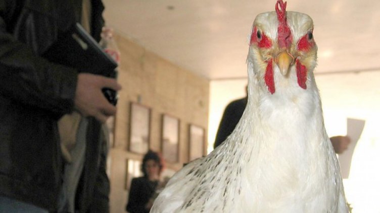 Заради птичи грип: Умъртвяват птици в Добричко