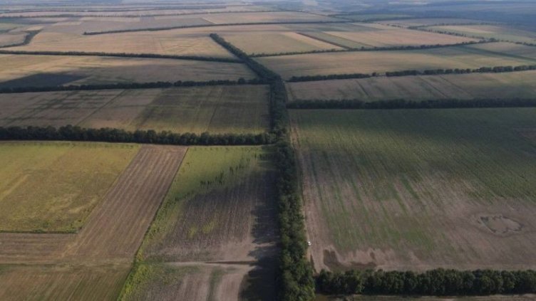 Житницата на България е под угроза: Полезащитните пояси на Добруджа масово съхнат