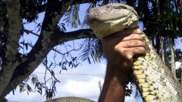 Анаконда ще яде мъж пред камери