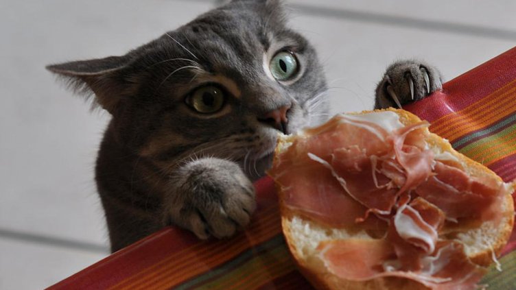 Очарователни котки, които крадат храна (СНИМКИ)