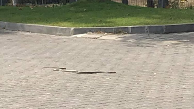 17 влечуги прибра общинският змиеловец във Варна 