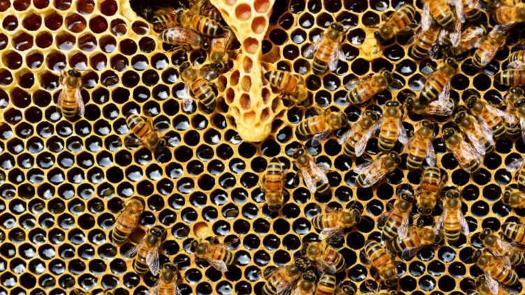 Фалшив мед залива пазара