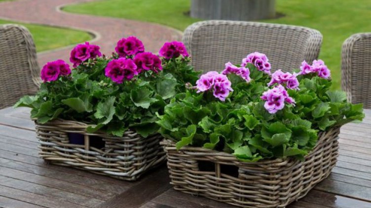 Цената на мушкатото не пада под пет лева тази пролет