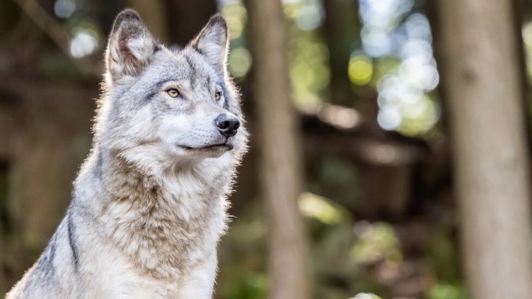 Вълк избяга от клетката си в наш зоопарк, хванаха го с упойваща стреличка